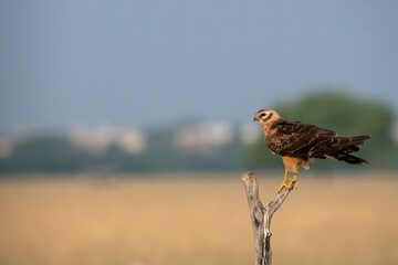 A Eurasian marsh harrier perched on top of a tree inside Tal Chappar Blackbuck sanctuary during a...