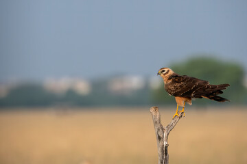 A Eurasian marsh harrier perched on top of a tree inside Tal Chappar Blackbuck sanctuary during a wildlife safari