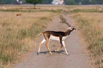 A male blackbuck walking among the high grass inside the grasslands of Black buck sanctuary in Tal Chappar, Rajasthan during a wildlife safari