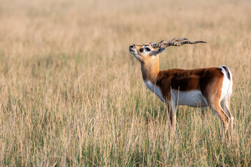 A male blackbuck walking among the high grass inside the grasslands of Black buck sanctuary in Tal Chappar, Rajasthan during a wildlife safari