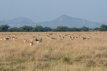 Herds of blackbucks grazing in the grasslands of Blackbuck Sanctuary in Tal Chappar, Rajasthan...