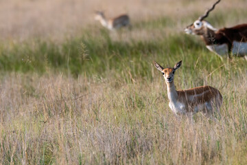 A male blackbuck walking among the high grass inside the grasslands of Black buck sanctuary in Tal Chappar, Rajasthan during a wildlife safari