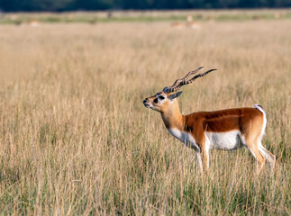 A male blackbuck walking among the high grass inside the grasslands of Black buck sanctuary in Tal Chappar, Rajasthan during a wildlife safari