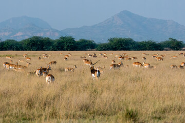 Herds of blackbucks grazing in the grasslands of Blackbuck Sanctuary in Tal Chappar, Rajasthan during a wildlife safari