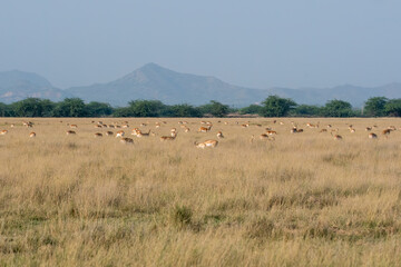 Herds of blackbucks grazing in the grasslands of Blackbuck Sanctuary in Tal Chappar, Rajasthan...