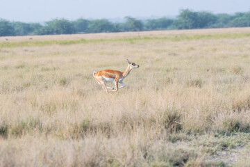 A female Black buck running with a flying motion among inside the grasslands of Black buck conservation area during a wildlife safari