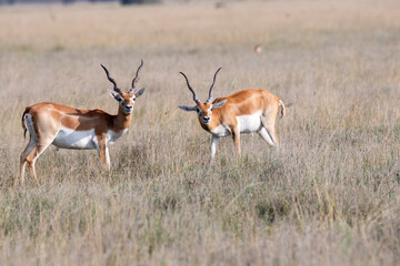Two male black bucks pause during their fight and looking at the vehicles near by inside Black buck Conservation area in Rajasthan