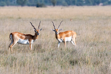 Two male black bucks pause during their fight and looking at the vehicles near by inside Black buck Conservation area in Rajasthan