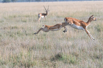 A mother and baby fawn running in synch with jumping motion in the grasslands inside Blackbuck Sanctury in Tal Chappar, Rajasthan during a wildlife safari