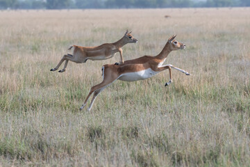 A mother and baby fawn running in synch with jumping motion in the grasslands inside Blackbuck Sanctury in Tal Chappar, Rajasthan during a wildlife safari
