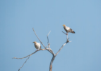 Egyptian vultures are the scavengers who helps in keeping the ecosystem clean by feeding on carcass. this was photographed in Jorbeer Conservation area and in its carcass dump yard