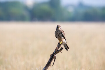 A common Kestrel sitting on top of a tree with the background of grassland inside Tal Chappar,...