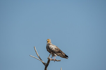 Egyptian vultures are the scavengers who helps in keeping the ecosystem clean by feeding on carcass. this was photographed in Jorbeer Conservation area and in its carcass dump yard