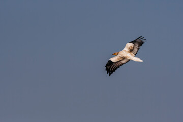 Egyptian vultures are the scavengers who helps in keeping the ecosystem clean by feeding on carcass. this was photographed in Jorbeer Conservation area and in its carcass dump yard