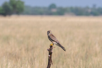 A common Kestrel sitting on top of a tree with the background of grassland inside Tal Chappar, Rajasthan during a wildlife drive inside the sanctuary