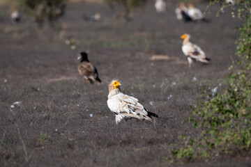 Egyptian vultures are the scavengers who helps in keeping the ecosystem clean by feeding on carcass. this was photographed in Jorbeer Conservation area and in its carcass dump yard