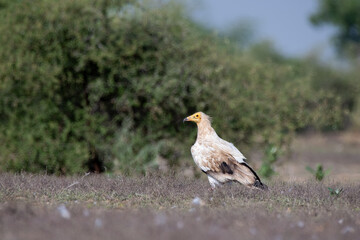 Egyptian vultures are the scavengers who helps in keeping the ecosystem clean by feeding on carcass. this was photographed in Jorbeer Conservation area and in its carcass dump yard