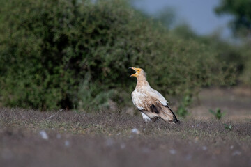 Egyptian vultures are the scavengers who helps in keeping the ecosystem clean by feeding on carcass. this was photographed in Jorbeer Conservation area and in its carcass dump yard