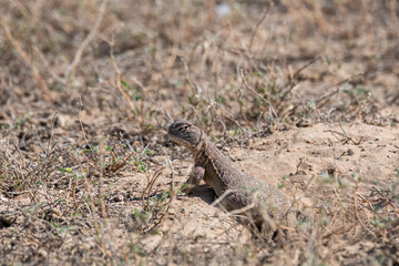 Spiny-tailed lizards appear on the surface only during early winters and spends most of its time underground on the outskirts Bikaner, Rajasthan during a wildlife safari