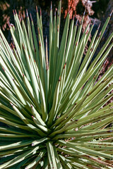 Fototapeta premium Joshua tree, palm tree yucca (Yucca brevifolia), thickets of yucca on the slopes of the Sierra Nevada mountains, California, USA
