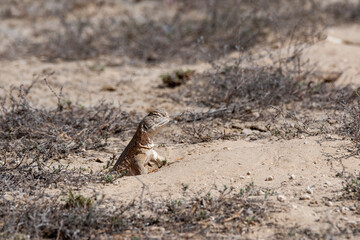 Spiny-tailed lizards appear on the surface only during early winters and spends most of its time underground on the outskirts Bikaner, Rajasthan during a wildlife safari