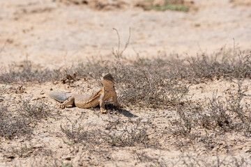 Spiny-tailed lizards appear on the surface only during early winters and spends most of its time underground on the outskirts Bikaner, Rajasthan during a wildlife safari