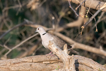 A ring-necked dove perched on a tree