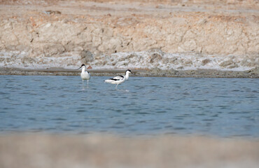 A flock of pied avocet wading through marshy water near salt pits on the outskirts of Bikaner,...