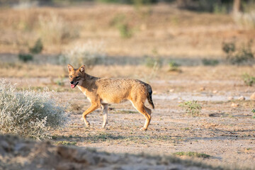 An Indian jackal wondering around in the desert on the outskirts of Bikaner city in Rajasthan during a birding trip in the area