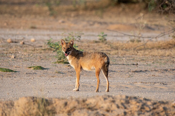 An Indian jackal wondering around in the desert on the outskirts of Bikaner city in Rajasthan...