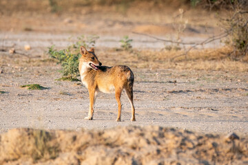 An Indian jackal wondering around in the desert on the outskirts of Bikaner city in Rajasthan during a birding trip in the area
