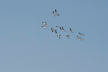 A flock of pied avocet flying away from their feeding grounds during sunset to roosting area near salt pits on the outskirts of Bikaner, Rajasthan during a visit to the place