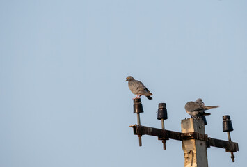 A Yellow-eyed pigeon perched on top of a lamp post on the outskirts of Bikaner, Rajasthan during a...