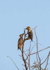 A pair of yellow-crowned woodpecker perched on top of a tree in the outskirts of Tal Chappar blackbuck sanctuary during a wildlife safari