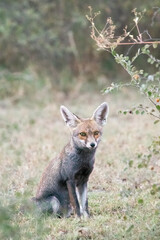 Indian Desert fox resting in the shade of a bush inside Tal chappar blackbuck sanctuary during a wildlife safari