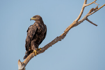 A tawny eagle taking off from a perch inside Jorbeer Conservation area on the outskirts of Bikaner, Rajasthan