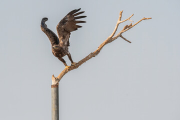 A tawny eagle taking off from a perch inside Jorbeer Conservation area on the outskirts of Bikaner, Rajasthan