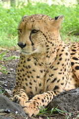 The cheetah is lying in the shade on the ground.