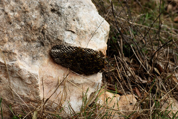 live wasp nest on a grey rock with wasps