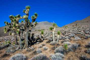 Fototapeta na wymiar Joshua tree, palm tree yucca (Yucca brevifolia), thickets of yucca and other drought-resistant plants on the slopes of the Sierra Nevada mountains, California, USA