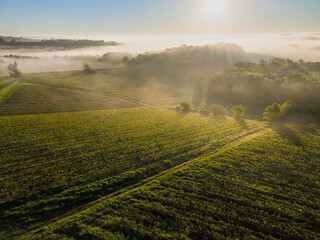 Aerial view of Bordeaux vineyard at sunrise spring under fog, Rions, Gironde, France. High quality...