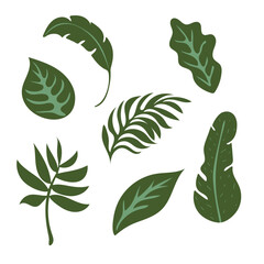 Jungle illustration. Summer palm leaf vector green plant, exotic nature set isolated on white background. 