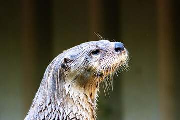 North American River Otter (Lontra canadensis)  close up profile with a grey background