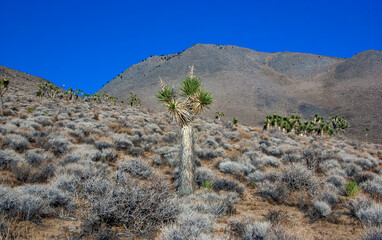 Joshua tree, palm tree yucca (Yucca brevifolia), thickets of yucca and other drought-resistant...