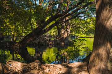 Beautiful lake of Camecuaro Michoacán, Mexico, with its amazing turquoise waters, where the roots of the ahuehuete trees reach the lagoon, and the sun's rays pass through the branches of the trees.