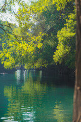 Beautiful lake of Camecuaro Michoacán, Mexico, with its amazing turquoise waters, where the roots of the ahuehuete trees reach the lagoon, and the sun's rays pass through the branches of the trees.