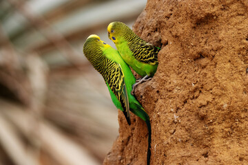 pair of yellow and green Budgerigar (Melopsittacus undulatus) isolated on a natural desert...