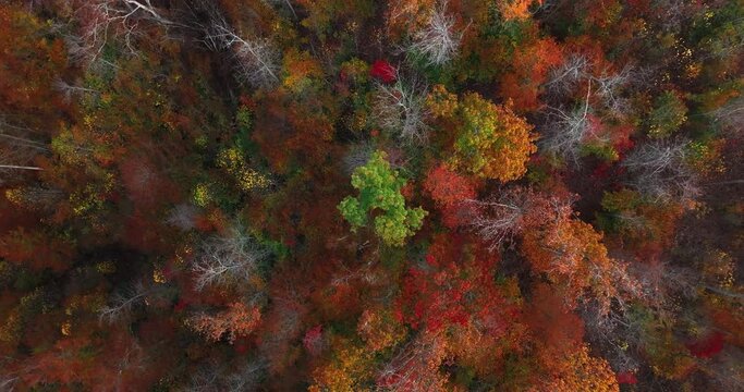 Directly above zoom out drone footage of trees in dense forest during autumn at Red River Gorge in Kentucky during daytime