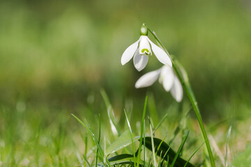 Snowdrop snowdrop, Galanthus nivalis - a plant species belonging to the Amaryllidaceae family,...