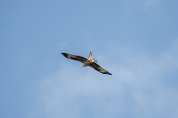 red kite a large bird of prey in flight